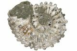 Bumpy Ammonite (Douvilleiceras) Fossil - Madagascar #224609-1